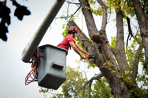 Dead Tree Removal in Santa Rosa, NM